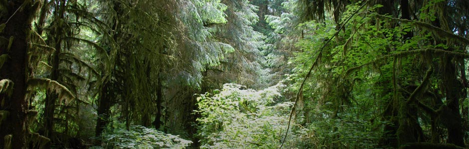 Pure Life Environmental Solutions Ltd.