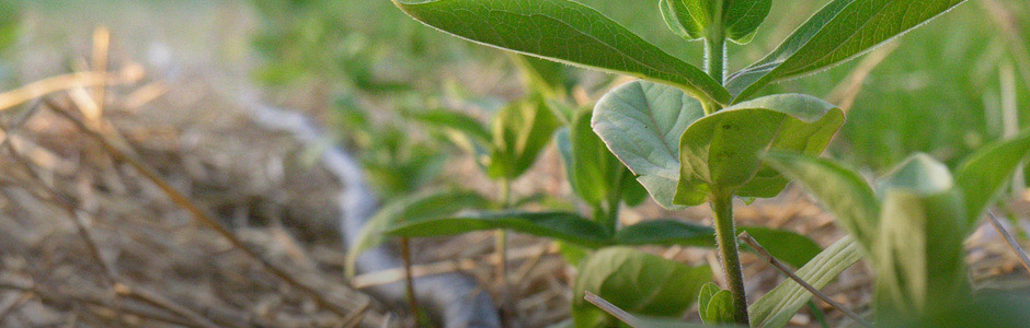 Pure Life Environmental Solutions Ltd.